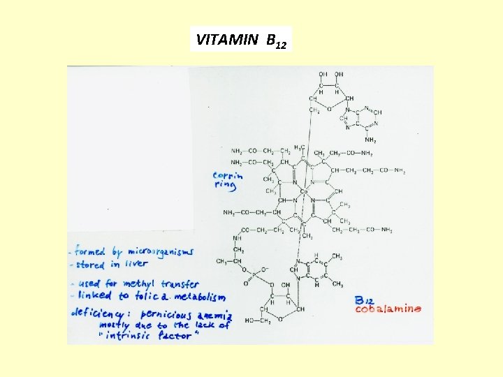 VITAMIN B 12 