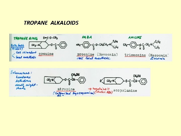 TROPANE ALKALOIDS 