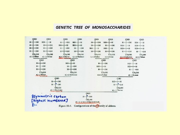 GENETIC TREE OF MONOSACCHARIDES 
