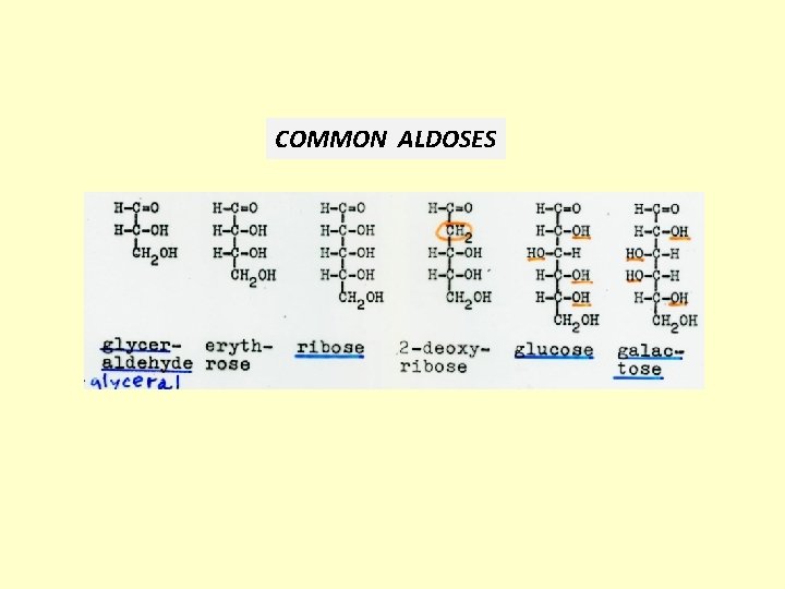 COMMON ALDOSES 