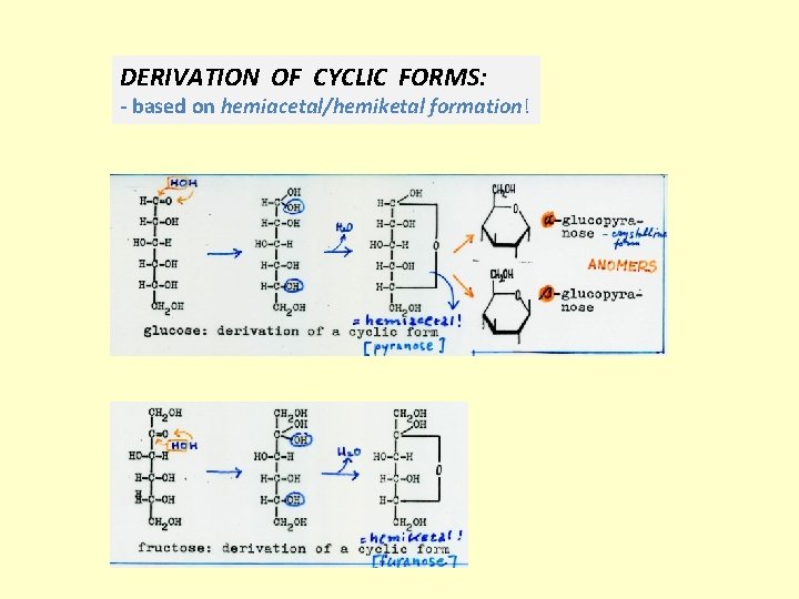 DERIVATION OF CYCLIC FORMS: - based on hemiacetal/hemiketal formation! 