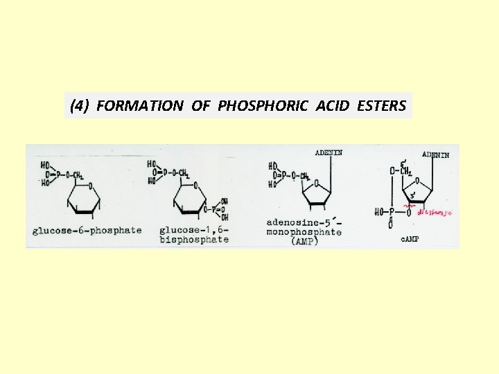 (4) FORMATION OF PHOSPHORIC ACID ESTERS 