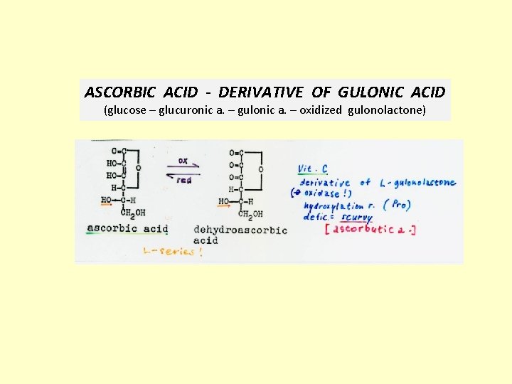 ASCORBIC ACID - DERIVATIVE OF GULONIC ACID (glucose – glucuronic a. – gulonic a.
