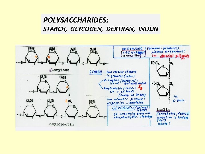 POLYSACCHARIDES: STARCH, GLYCOGEN, DEXTRAN, INULIN 