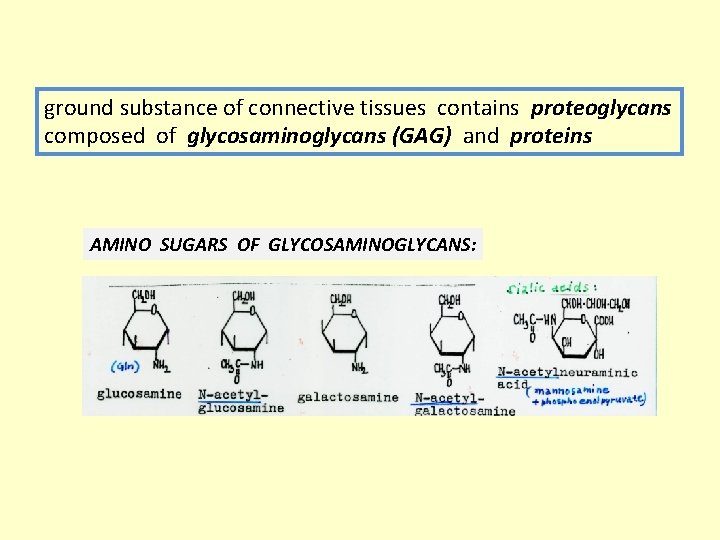 ground substance of connective tissues contains proteoglycans composed of glycosaminoglycans (GAG) and proteins AMINO