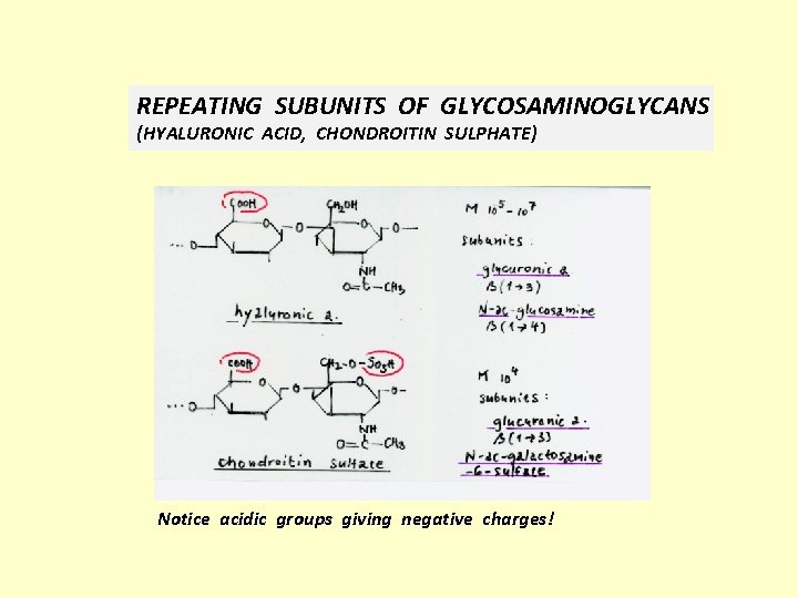 REPEATING SUBUNITS OF GLYCOSAMINOGLYCANS (HYALURONIC ACID, CHONDROITIN SULPHATE) Notice acidic groups giving negative charges!