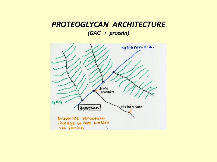 PROTEOGLYCAN ARCHITECTURE (GAG + protein) 