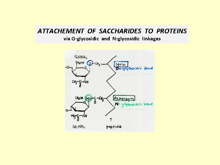 ATTACHEMENT OF SACCHARIDES TO PROTEINS via O-glycosidic and N-glycosidic linkages 