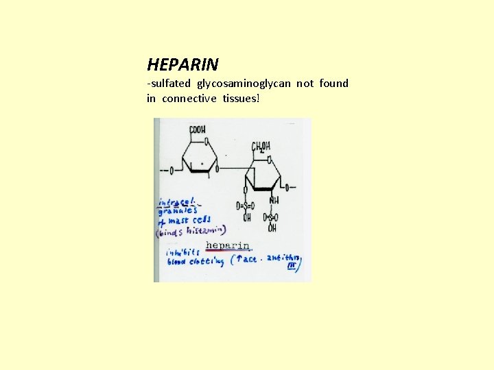 HEPARIN -sulfated glycosaminoglycan not found in connective tissues! 