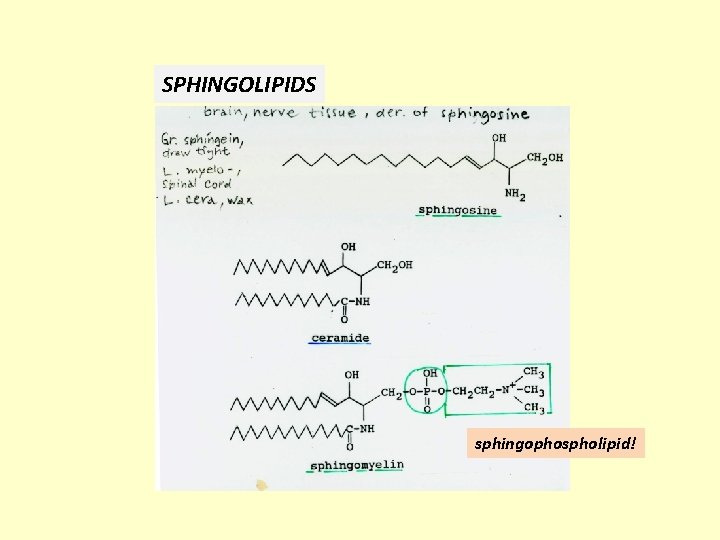 SPHINGOLIPIDS sphingophospholipid! 