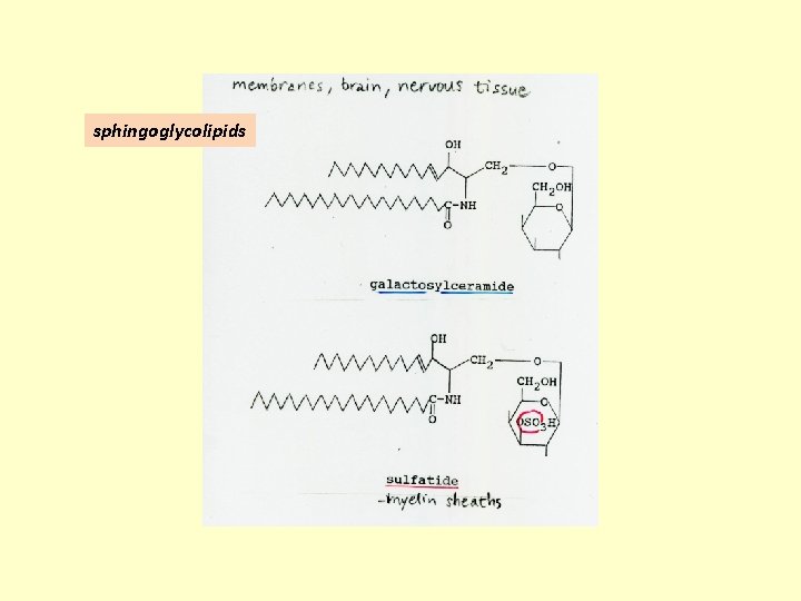 sphingoglycolipids 