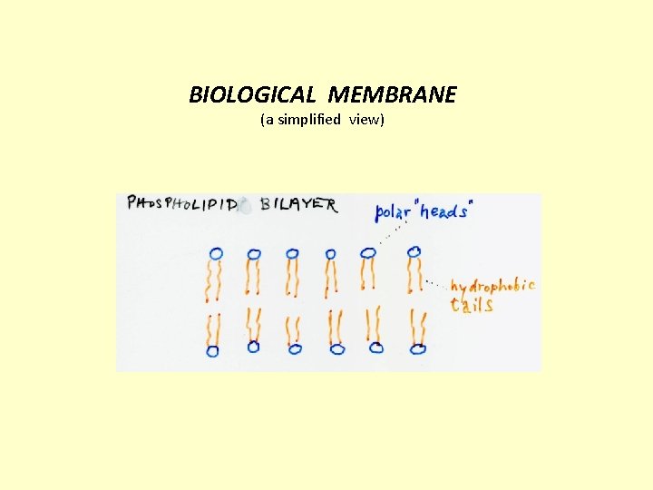 BIOLOGICAL MEMBRANE (a simplified view) 