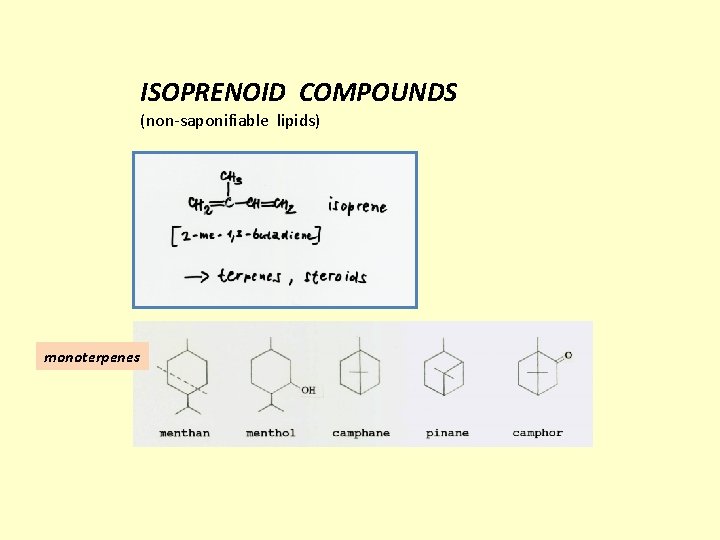 ISOPRENOID COMPOUNDS (non-saponifiable lipids) monoterpenes 