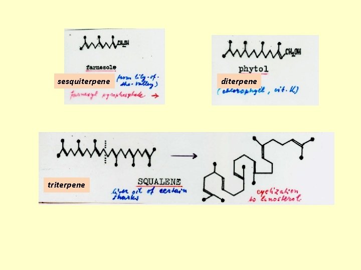 sesquiterpene triterpene diterpene 