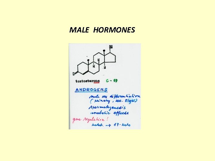 MALE HORMONES 