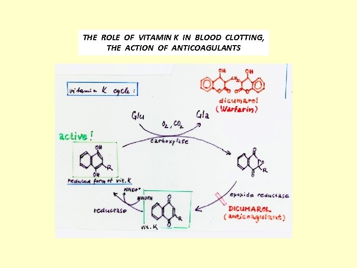 THE ROLE OF VITAMIN K IN BLOOD CLOTTING, THE ACTION OF ANTICOAGULANTS 