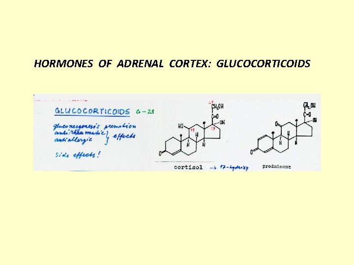 HORMONES OF ADRENAL CORTEX: GLUCOCORTICOIDS 