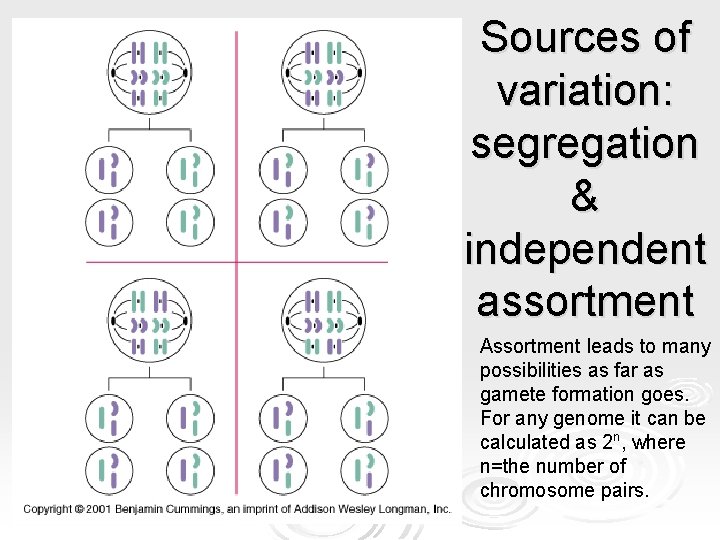 Sources of variation: segregation & independent assortment Assortment leads to many possibilities as far Sources of variation: segregation & independent assortment Assortment leads to many possibilities as far