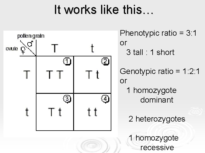 It works like this… Phenotypic ratio = 3: 1 or 3 tall : 1 It works like this… Phenotypic ratio = 3: 1 or 3 tall : 1