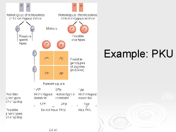 Example: PKU Example: PKU