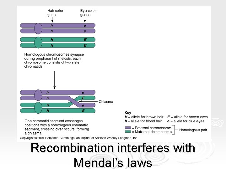 Recombination interferes with Mendal’s laws Recombination interferes with Mendal’s laws