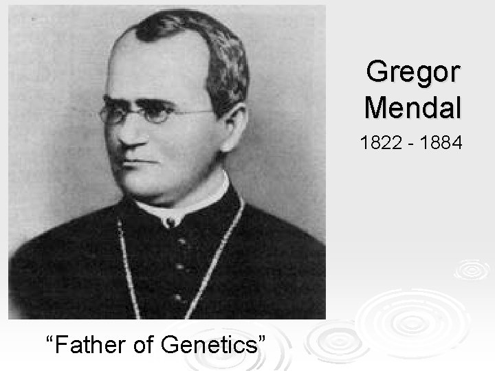 Gregor Mendal 1822 - 1884 “Father of Genetics” Gregor Mendal 1822 - 1884 “Father of Genetics”
