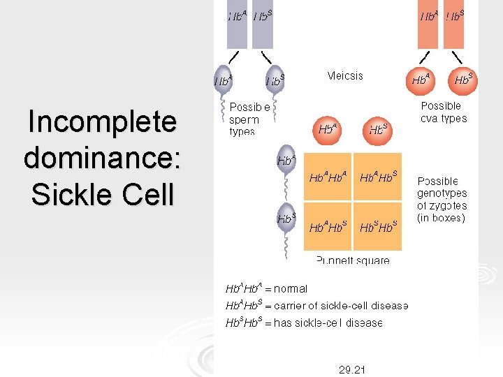 Incomplete dominance: Sickle Cell Incomplete dominance: Sickle Cell