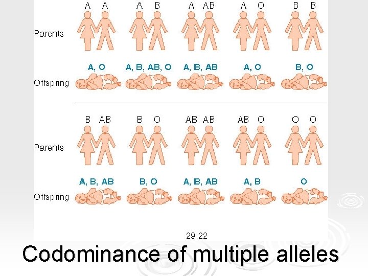 Codominance of multiple alleles Codominance of multiple alleles