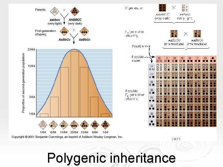 Polygenic inheritance Polygenic inheritance