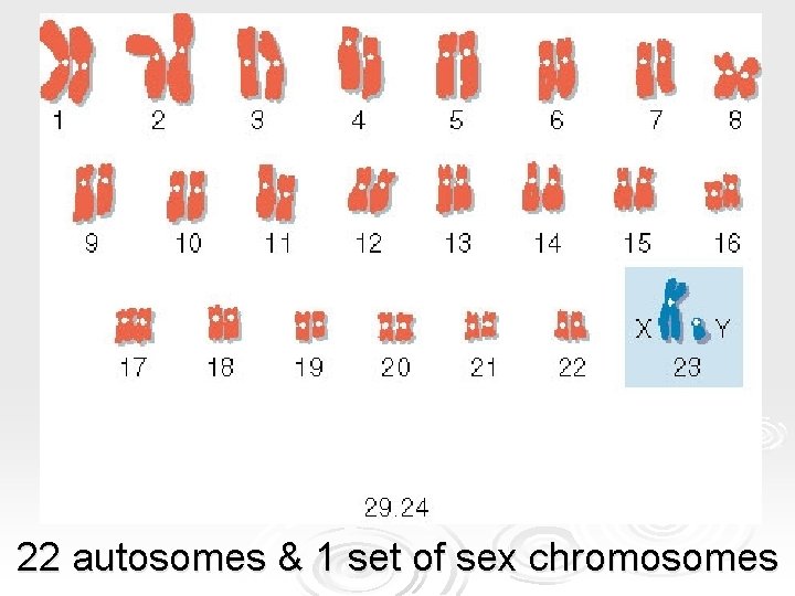 22 autosomes & 1 set of sex chromosomes 22 autosomes & 1 set of sex chromosomes