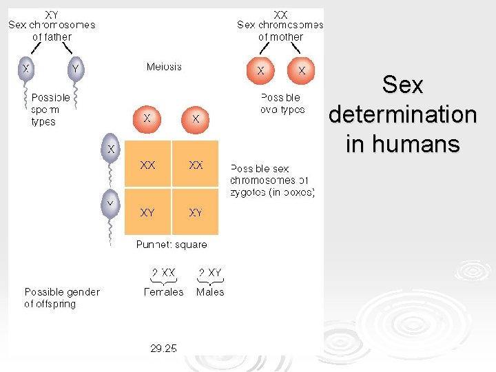 Sex determination in humans Sex determination in humans