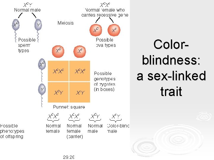 Colorblindness: a sex-linked trait Colorblindness: a sex-linked trait
