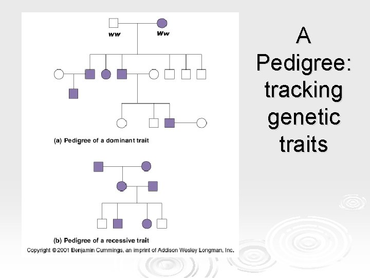 A Pedigree: tracking genetic traits A Pedigree: tracking genetic traits