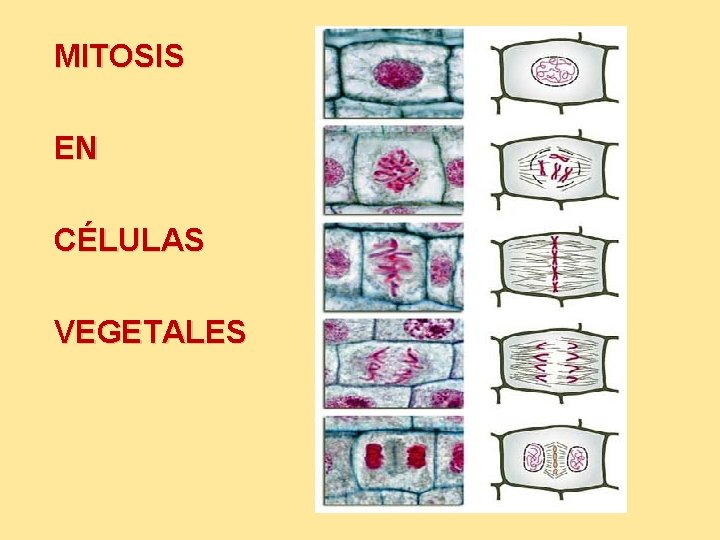 MITOSIS EN CÉLULAS VEGETALES 