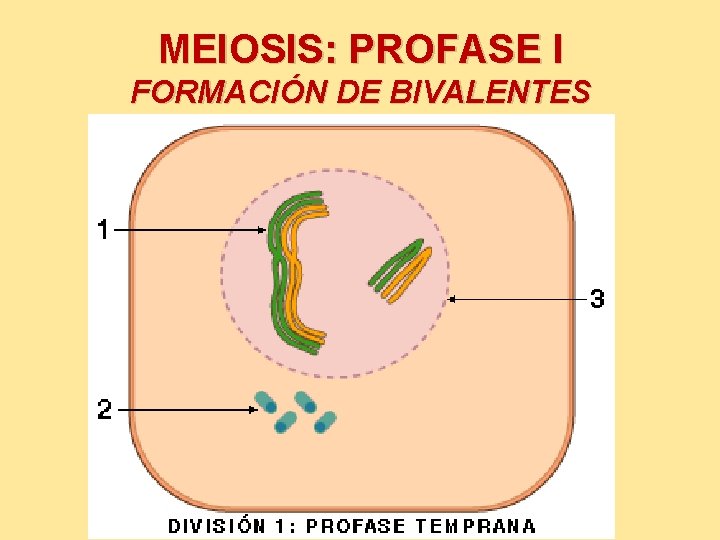 MEIOSIS: PROFASE I FORMACIÓN DE BIVALENTES 