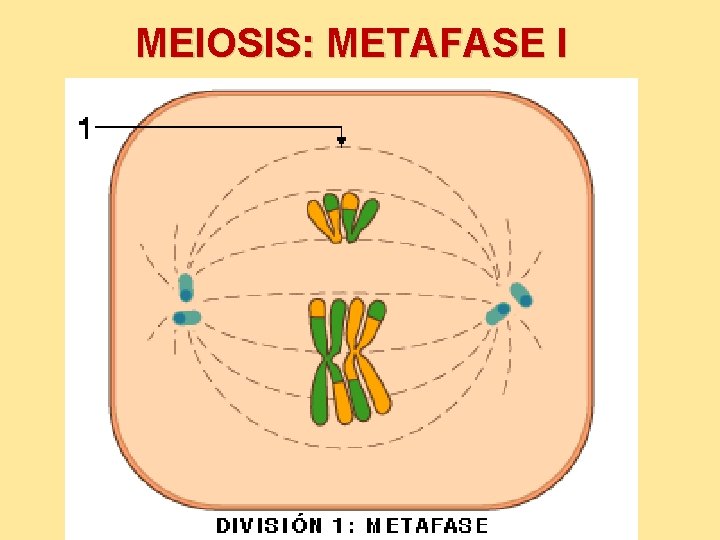 MEIOSIS: METAFASE I 