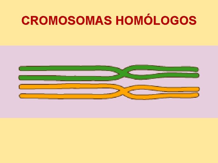 CROMOSOMAS HOMÓLOGOS 
