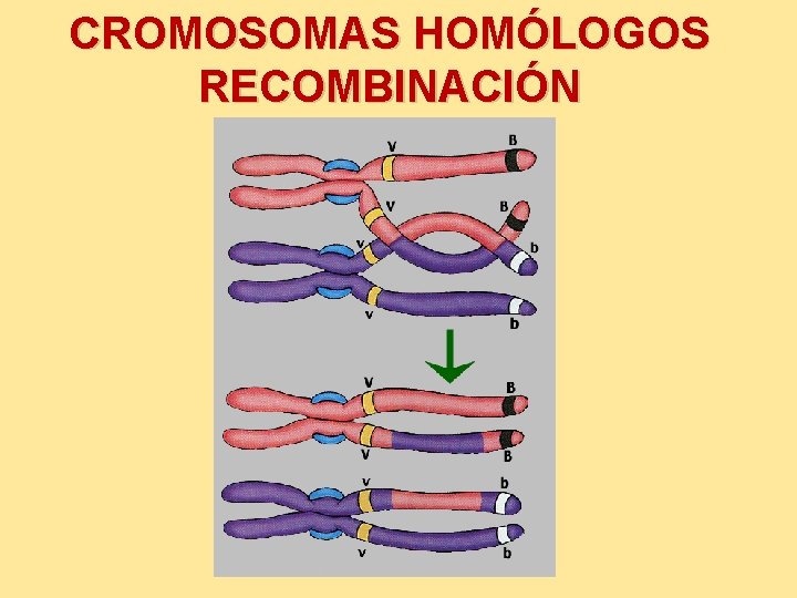 CROMOSOMAS HOMÓLOGOS RECOMBINACIÓN 