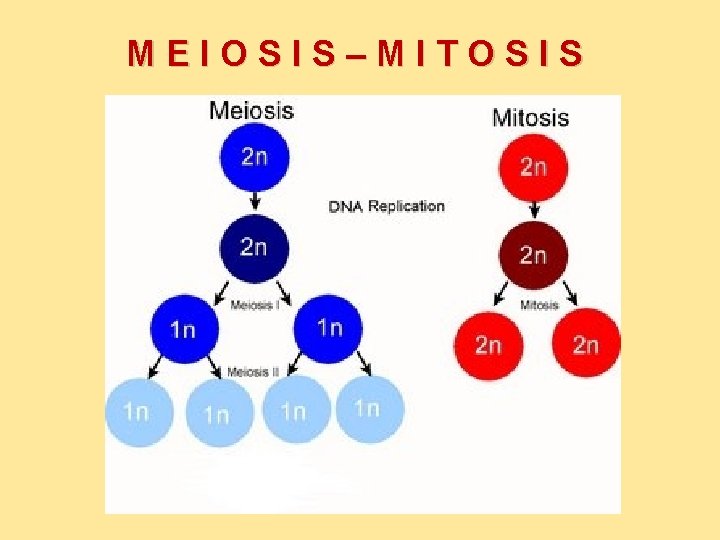 MEIOSIS–MITOSIS 
