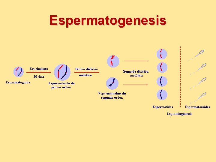 Espermatogenesis 