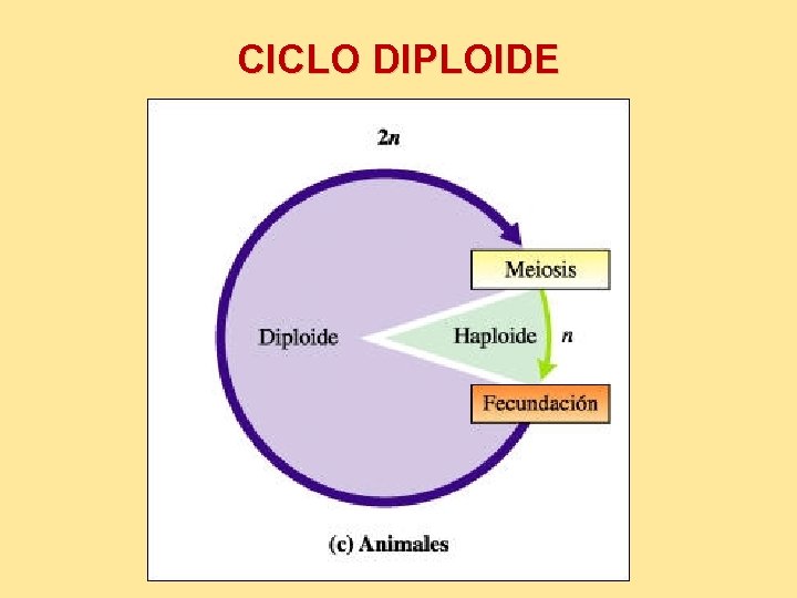 CICLO DIPLOIDE 