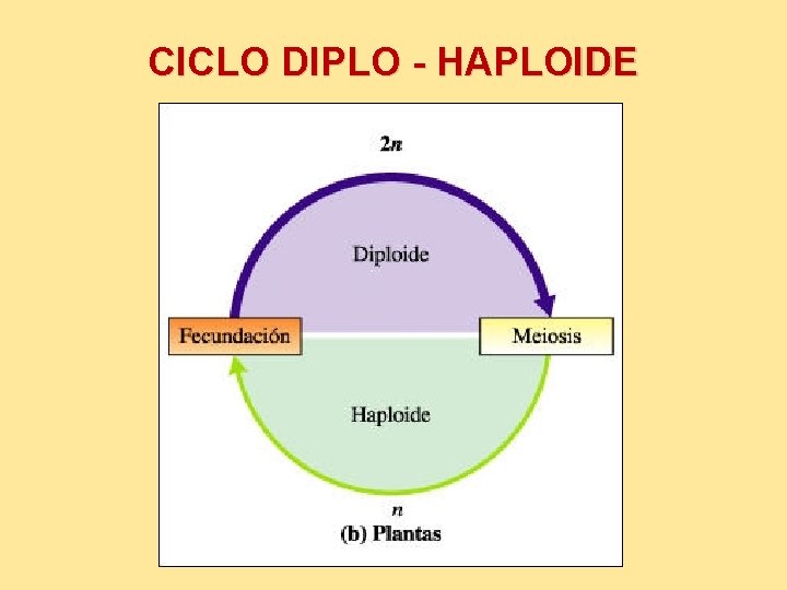 CICLO DIPLO - HAPLOIDE 
