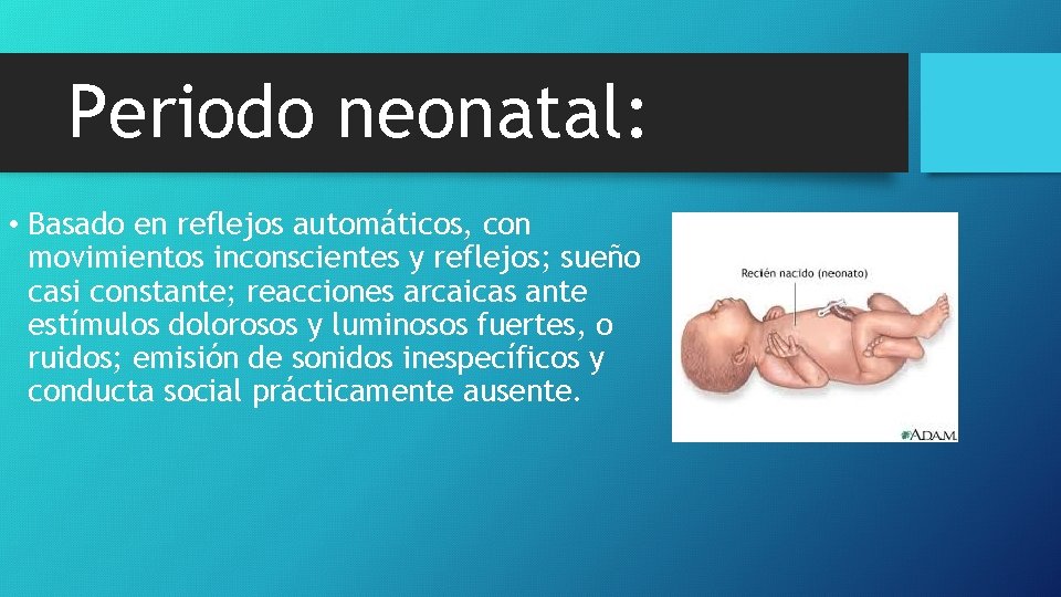 Periodo neonatal: • Basado en reflejos automáticos, con movimientos inconscientes y reflejos; sueño casi