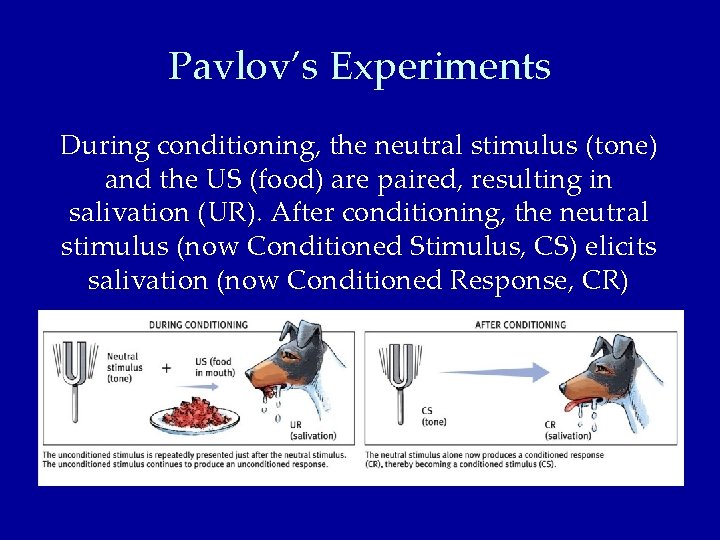 Pavlov’s Experiments During conditioning, the neutral stimulus (tone) and the US (food) are paired,