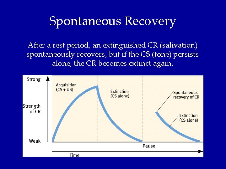 Spontaneous Recovery After a rest period, an extinguished CR (salivation) spontaneously recovers, but if