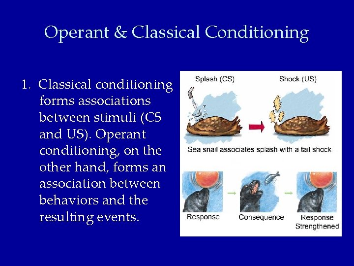 Operant & Classical Conditioning 1. Classical conditioning forms associations between stimuli (CS and US).