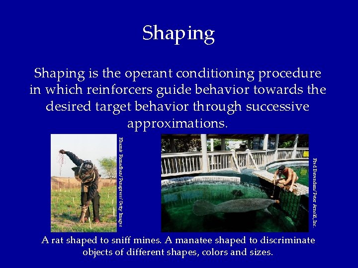 Shaping is the operant conditioning procedure in which reinforcers guide behavior towards the desired