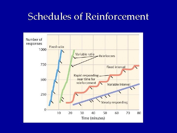 Schedules of Reinforcement 