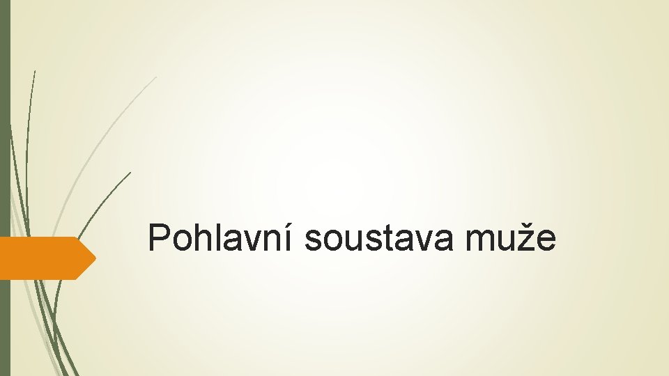 Pohlavní soustava muže 