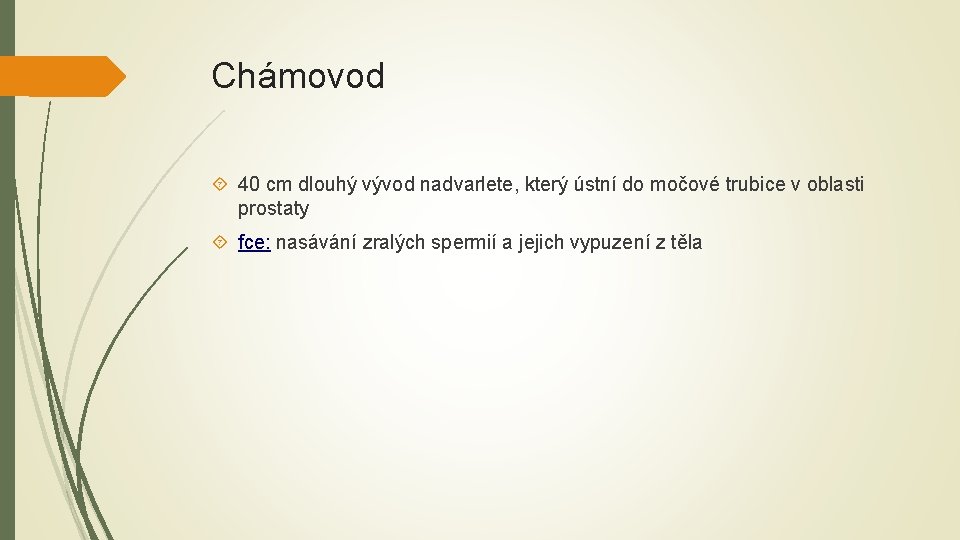 Chámovod 40 cm dlouhý vývod nadvarlete, který ústní do močové trubice v oblasti prostaty